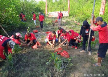 DPC PDIP Pangkalpinang Tanam 1.500 Mangrove di HUT Ke-49 PDIP dan HUT Megawati Soekarnoputri