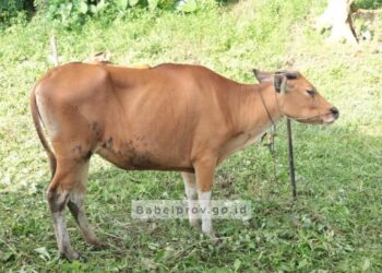 Wujudkan Swasembada Daging, Gubernur Babel Serahkan 20 Ekor Sapi ke Peternak