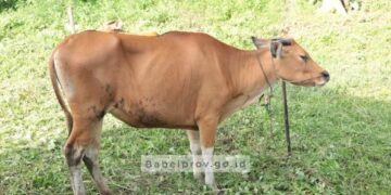Wujudkan Swasembada Daging, Gubernur Babel Serahkan 20 Ekor Sapi ke Peternak
