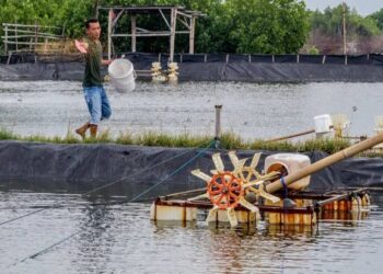 Potensi Budidaya Udang Vaname Diyakini Mampu Menggantikan Sektor Pertambangan