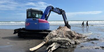 KKP Kuburkan Bangkai Paus Sepanjang 10 Meter