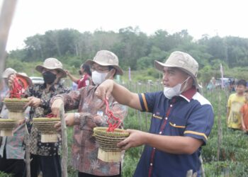 Panen Cabai Bersama Petani, Ini Keinginan Wali Kota Pangkalpinang Kedepannya