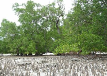 Pulau Bakau Tertua di Dunia Ini Bakal Dikenalkan kepada Delegasi G20 Belitong