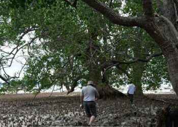 Selain Tertua di Dunia,Ada Ekosistem Bakau Berusia 750 Tahun di Belitung
