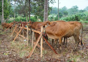 Pemkot Pangkalpinang Distribusikan Daging Qurban dari Pintu ke Pintu