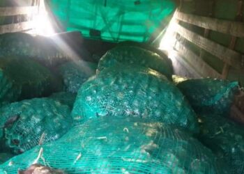 Sebanyak 7 Ton Jengkol Asal Babel Siap Dikirim ke Karawang