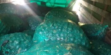 Sebanyak 7 Ton Jengkol Asal Babel Siap Dikirim ke Karawang