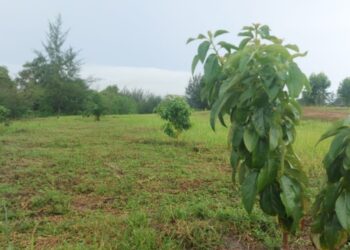 Realisasi Reklamasi Wilayah Operasional PT Timah di Pulau Belitung Capai 100 Persen