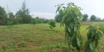 Realisasi Reklamasi Wilayah Operasional PT Timah di Pulau Belitung Capai 100 Persen