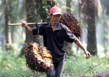Bersama Apkasindo, Petani Sawit Babel Diyakini Bakal Naik Kelas