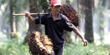 Bersama Apkasindo, Petani Sawit Babel Diyakini Bakal Naik Kelas