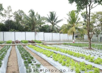 Kebun Percontohan, Diharapkan Membangkitkan Gairah Berkebun Masyarakat di Babel
