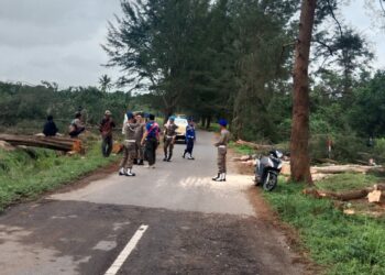 Waduh! Belasan Pohon Cemara di Tanjung Bunga Ditebang Secara Liar, Kok Bisa?