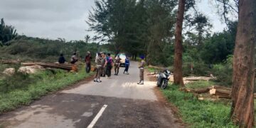 Waduh! Belasan Pohon Cemara di Tanjung Bunga Ditebang Secara Liar, Kok Bisa?