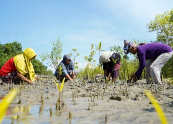 PT Timah Tbk Galakkan Penanaman Mangrove Menuju Net Zero Emission