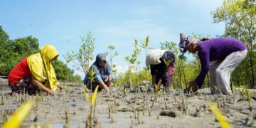 PT Timah Tbk Galakkan Penanaman Mangrove Menuju Net Zero Emission