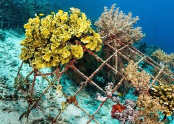 Tahun 2023, TINS Targetkan Tenggelamkan Ribuan Artificial Reef