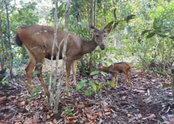 Belum Sampai Setahun, Indukan Rusa di Penangkaran Tambang Besar Primer Batu Besi PT Timah Tbk kembali Melahirkan