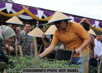 Pj Gubernur Babel Panen Cabai di Puding Besar, Dorong Semangat Bertani