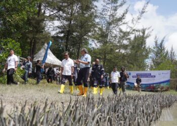 Menteri KKP Lihat Program Revitalisasi Mangrove PT Timah Tbk, Wujudkan Implementasi Ekonomi Biru