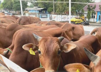Karantina Pertanian Pangkalpinang Pastikan Sapi asal Bangkalan Sehat