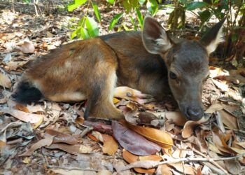 Populasi Rusa Sambar di Penangkaran PT Timah Tbk Bertambah, Anak ke Tiga Rusa Sambar Lahir