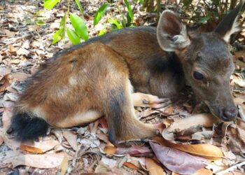 Rusa di Penangkaran Tambang Besar Primer Batu Besi PT Timah Tbk