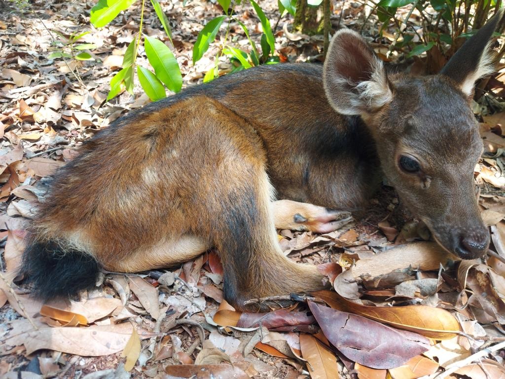 Rusa di Penangkaran Tambang Besar Primer Batu Besi PT Timah Tbk