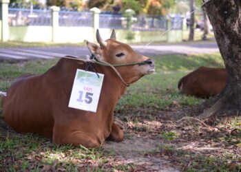 Idul Adha 2023, PT Timah Tbk Akan Salurkan 200 Ekor Hewan Kurban