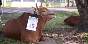 Idul Adha 2023, PT Timah Tbk Akan Salurkan 200 Ekor Hewan Kurban