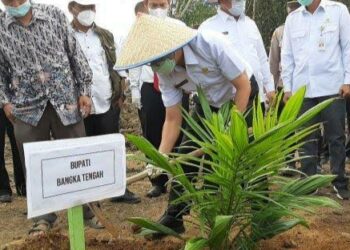 Petani Sawit di Bangka Tengah Dikabarkan Bakal Dapat Bantuan Sarpras, Apa Sajakah?