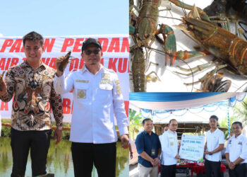 Algafry Panen Perdana Lobster Air Tawar di Desa Kurau Timur