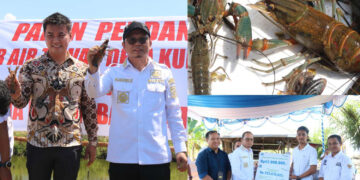 Algafry Panen Perdana Lobster Air Tawar di Desa Kurau Timur
