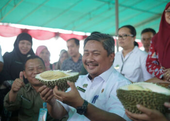 Tiba di Bangka, Dirjen Hortikultura Puji Rasa Otentik Durian Air Mesu