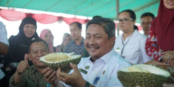 Tiba di Bangka, Dirjen Hortikultura Puji Rasa Otentik Durian Air Mesu
