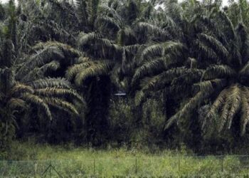 Polemik Lahan Plasma Sawit, Pj Gubernur Babel Minta Penjelasan PT Foresta