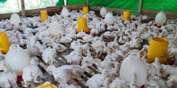 Jadi Mitra Binaan PT Timah Tbk, Usaha Ternak Ayam Potong Iyan Wahyudi Makin Melesat