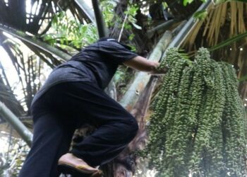 Bupati Bangka Tengah Panjat Pohon Kabung, Ini Alasannya