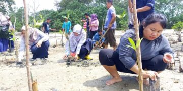 Kolaborasi Dengan Warga, PT Timah Tbk Kembali Tanam Mangrove di Pesisir Pantai Belo Laut