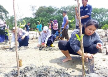Kolaborasi Dengan Warga, PT Timah Tbk Kembali Tanam Mangrove di Pesisir Pantai Belo Laut