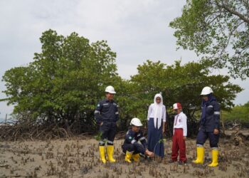Konsisten Lakukan Penanaman Mangrove Langkah Nyata PT Timah Tbk Mendukung untuk Wujudkan Net Zero Emission