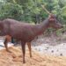 Datangkan Indukan Rusa ke Penangkaran Batu Besi Belitung Timur, Upaya PT Timah Tbk Jaga Populasi Rusa Sambar