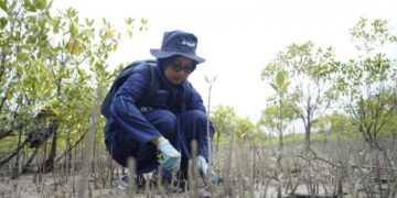 Upaya Merawat Ekosistem Pesisir, PT Timah Tbk Konsisten Galakkan Tanam Mangrove di Wilayah Operasional