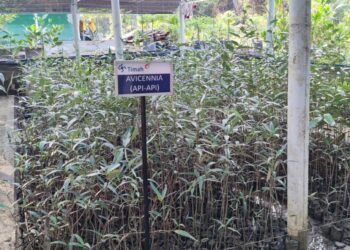 Nursery Mangrove PT Timah Tbk di Unit Produksi Kundur Lakukan Pembibitan Tiga Jenis Mangrove