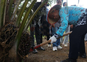 Panen Perdana PKSP, Bupati Algafy Dodos Langsung Sawit di Dewa Celuak