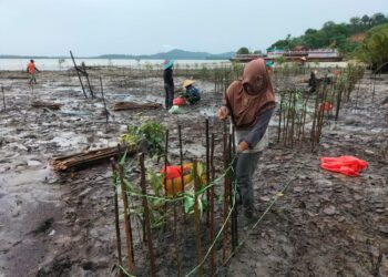 Rawat Ekosistem Mangrove, PT Timah Tbk Lakukan Penyulaman 2500 Bibit Mangrove