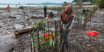 Rawat Ekosistem Mangrove, PT Timah Tbk Lakukan Penyulaman 2500 Bibit Mangrove