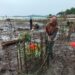 Rawat Ekosistem Mangrove, PT Timah Tbk Lakukan Penyulaman 2500 Bibit Mangrove