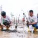 Kolaborasi dengan AMPG, PT Timah Tbk Tanam 5000 Batang Mangrove di Bangka Barat
