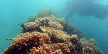 Menawannya Coral Garden di Pulau Putri, Kolaborasi Nelayan dengan PT Timah Tbk Mendukung Wisata Bawah Laut 